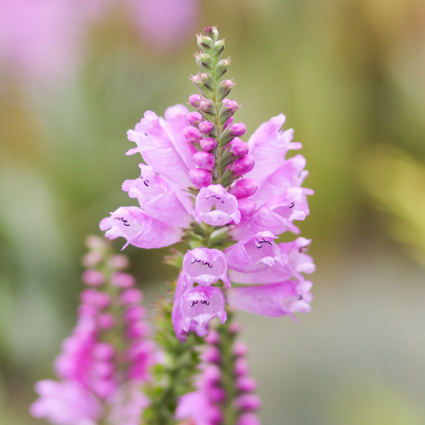 Physostegia virginiana