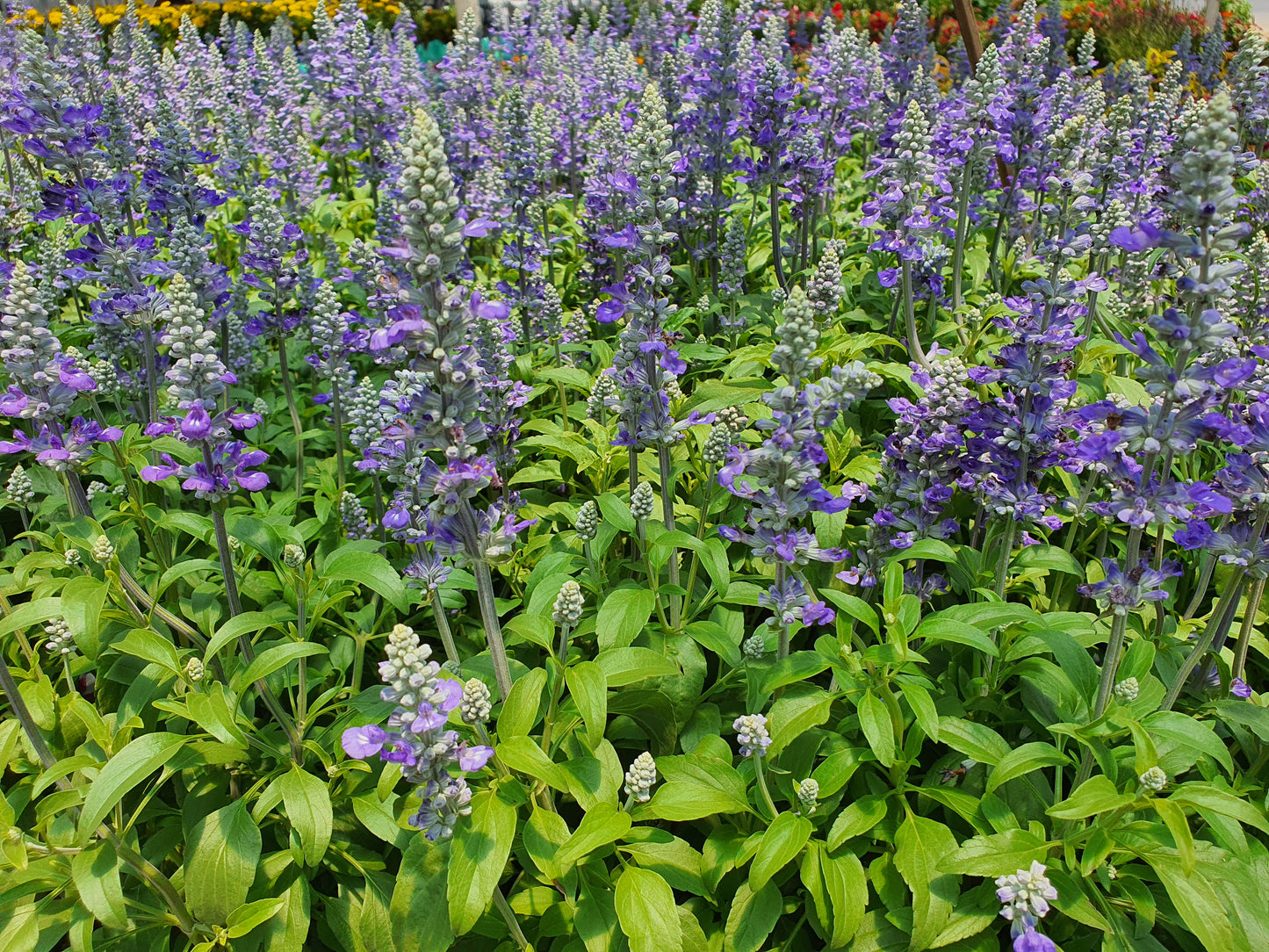 Scutellaria incana