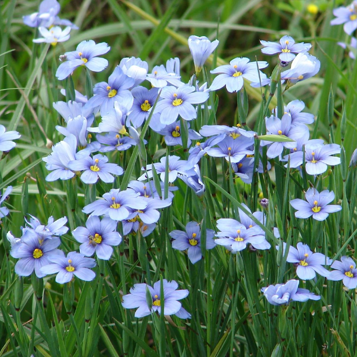 Sisyrinchium angustifolium