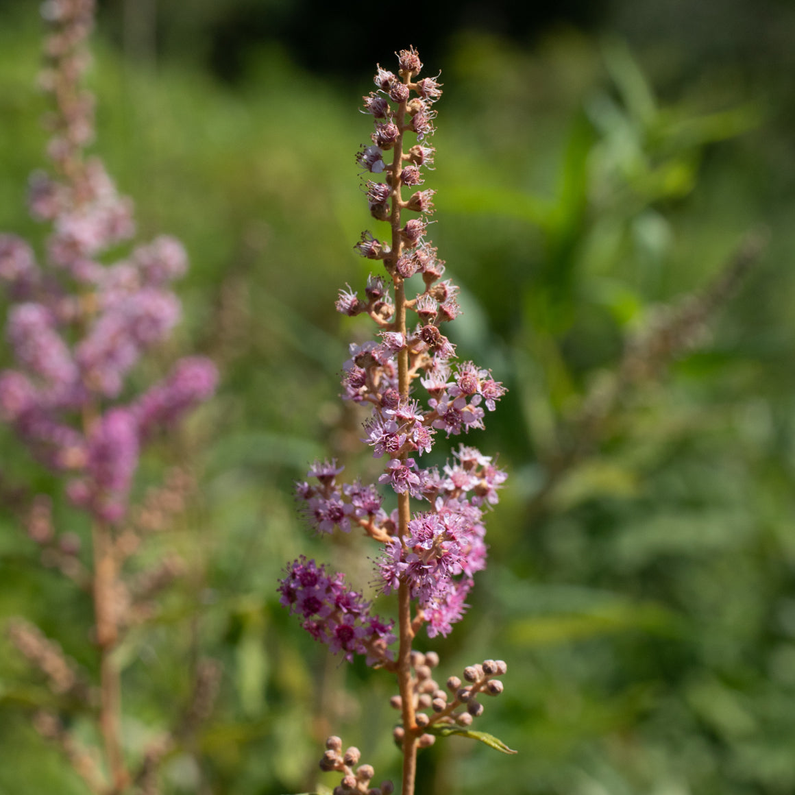 Spiraea tomentosa