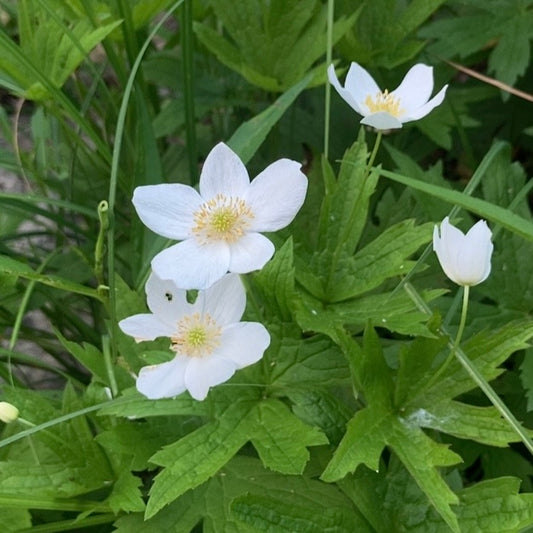 Anemonastrum canadense