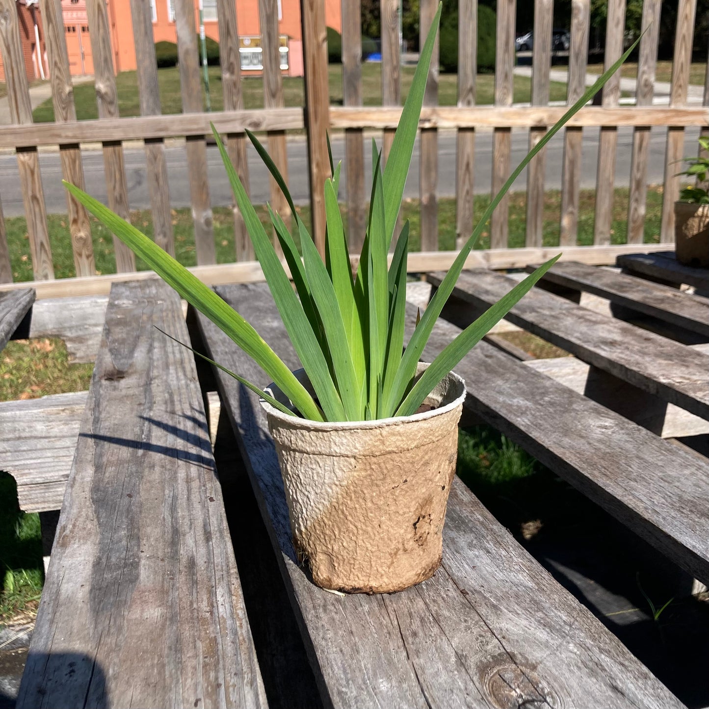 Iris versicolor