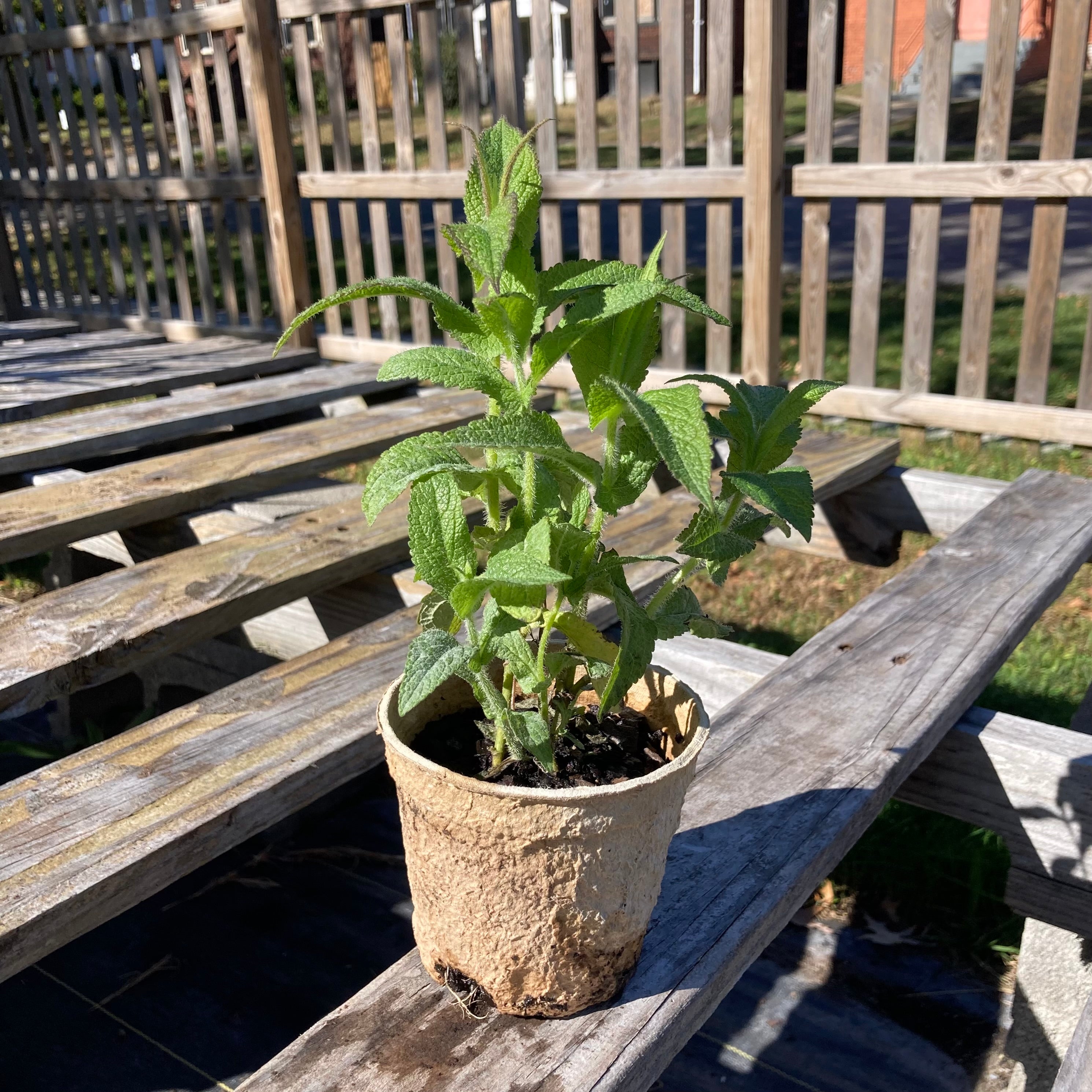 Meadow City Nursery Eupatorium perfoliatum - Thumbnail 2