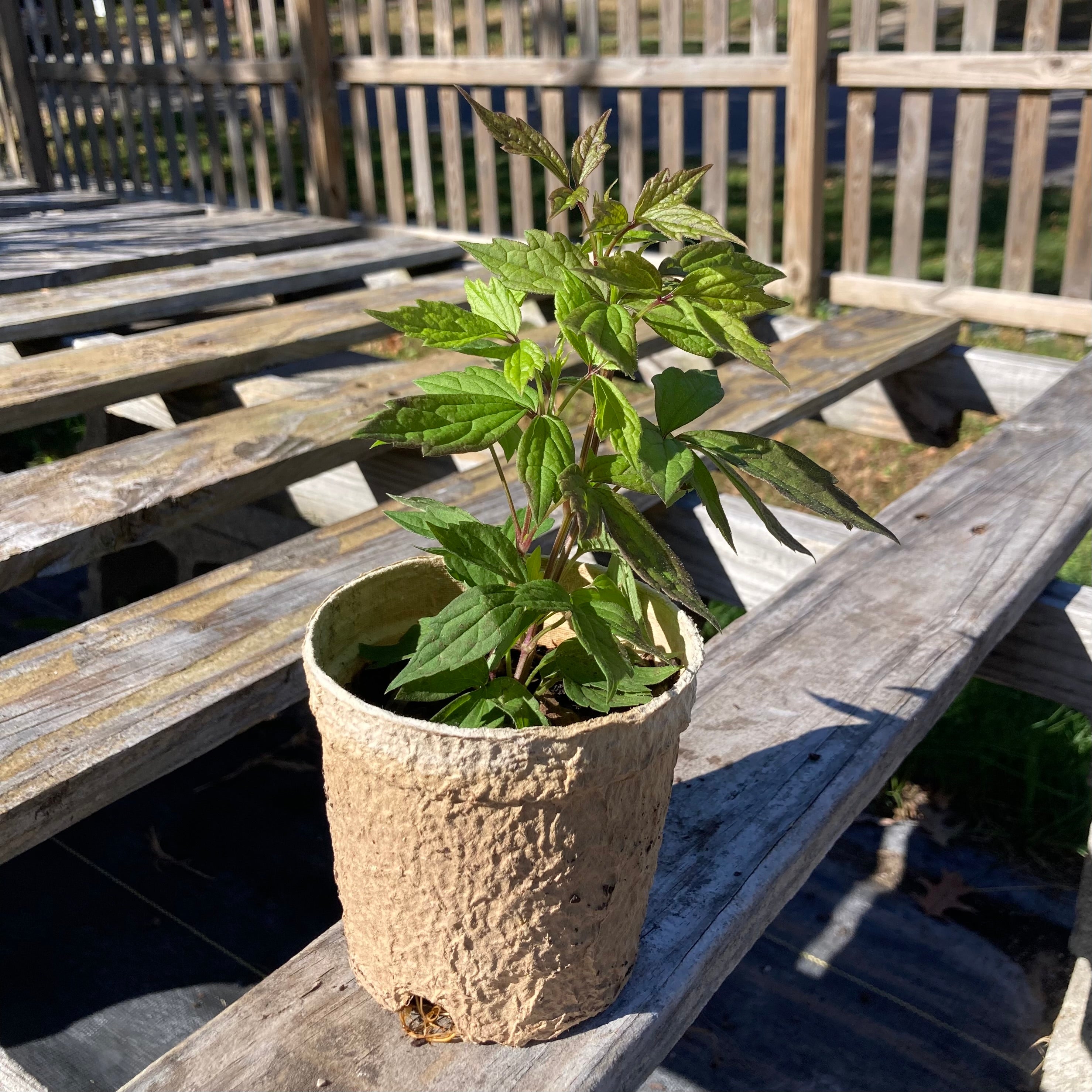 Meadow City Nursery Clematis virginiana - Thumbnail 3