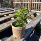 Clematis virginiana
