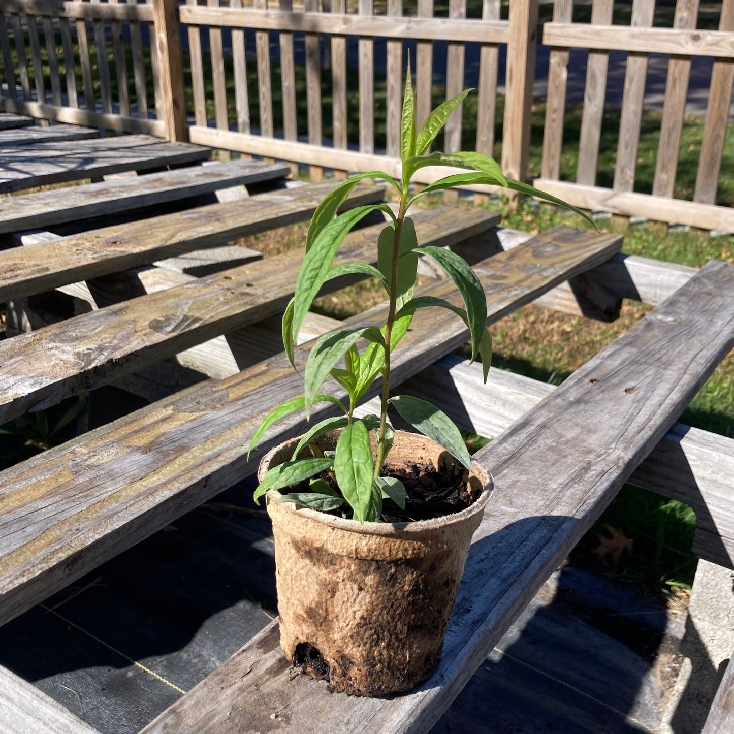Doellingeria umbellata
