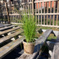 Carex vulpinoidea