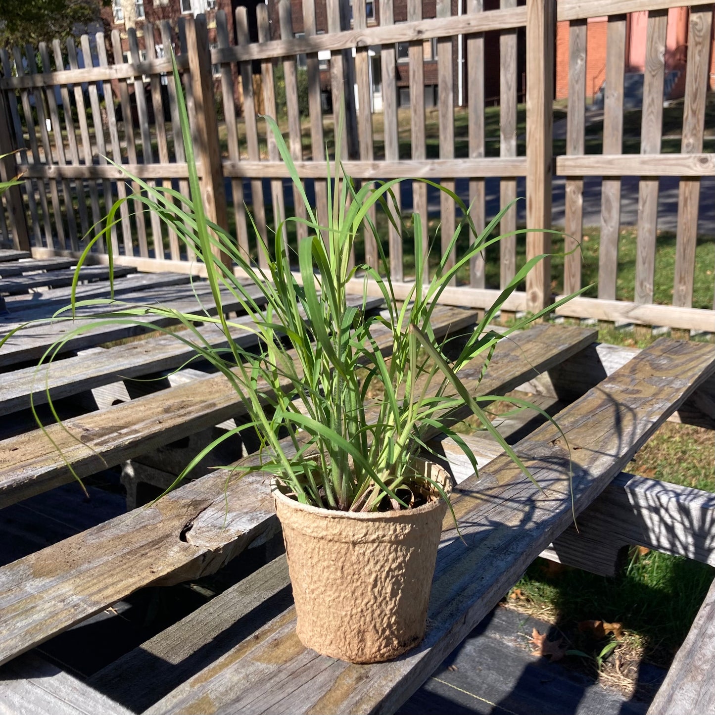 Schizachyrium scoparium