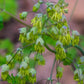 Thalictrum dioicum