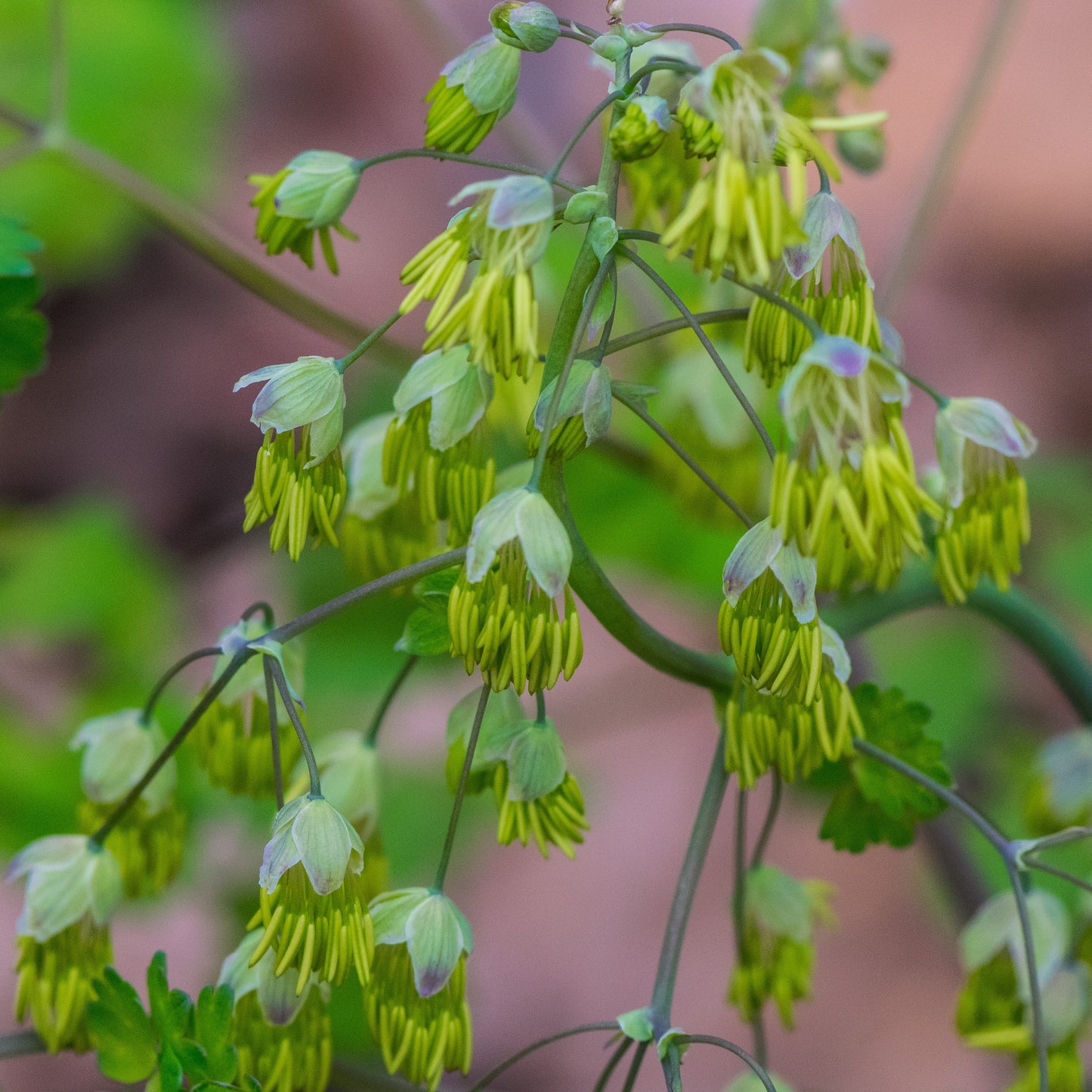 Thalictrum dioicum