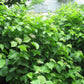 Corylus americana
