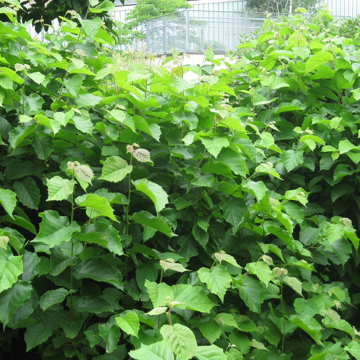 Corylus americana