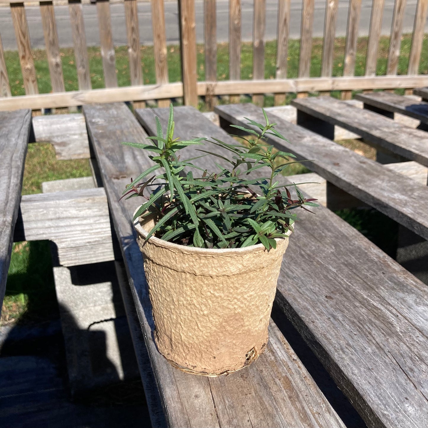 Pycnanthemum tenuifolium