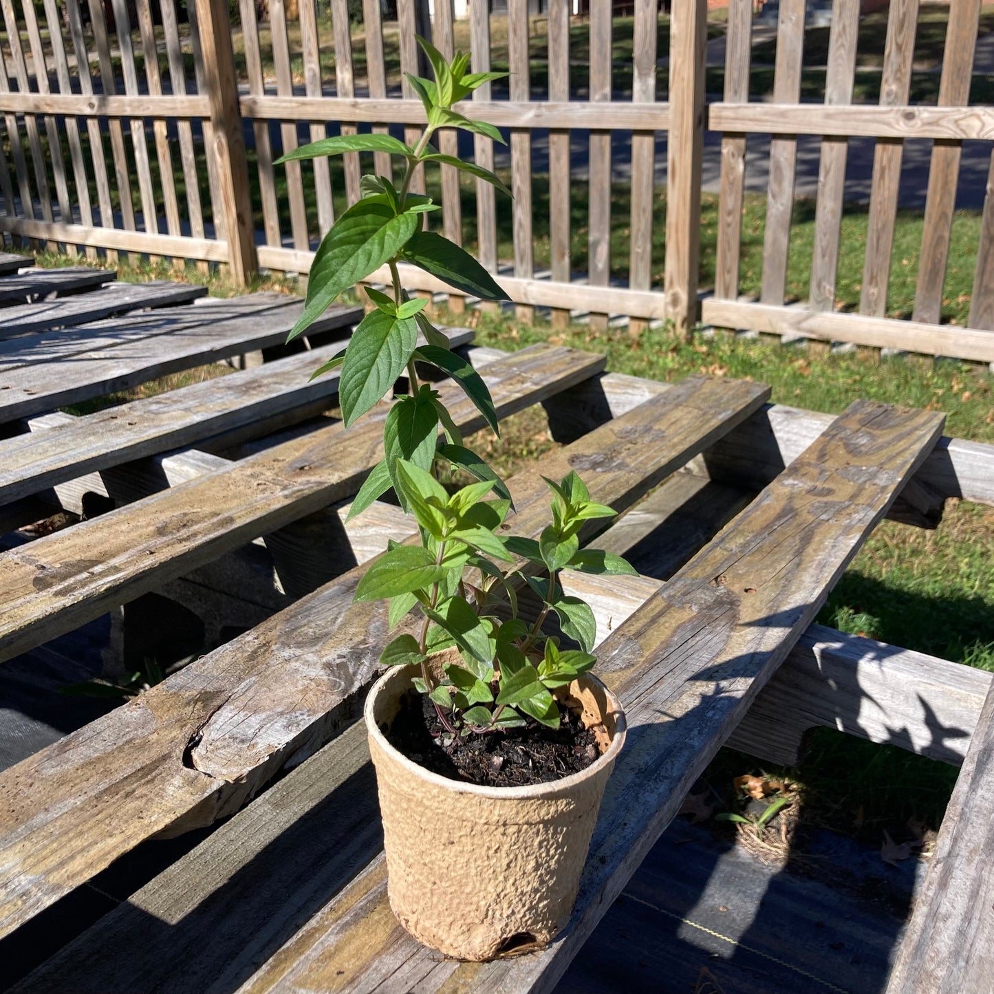 Pycnanthemum muticum