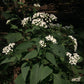 Ageratina altissima