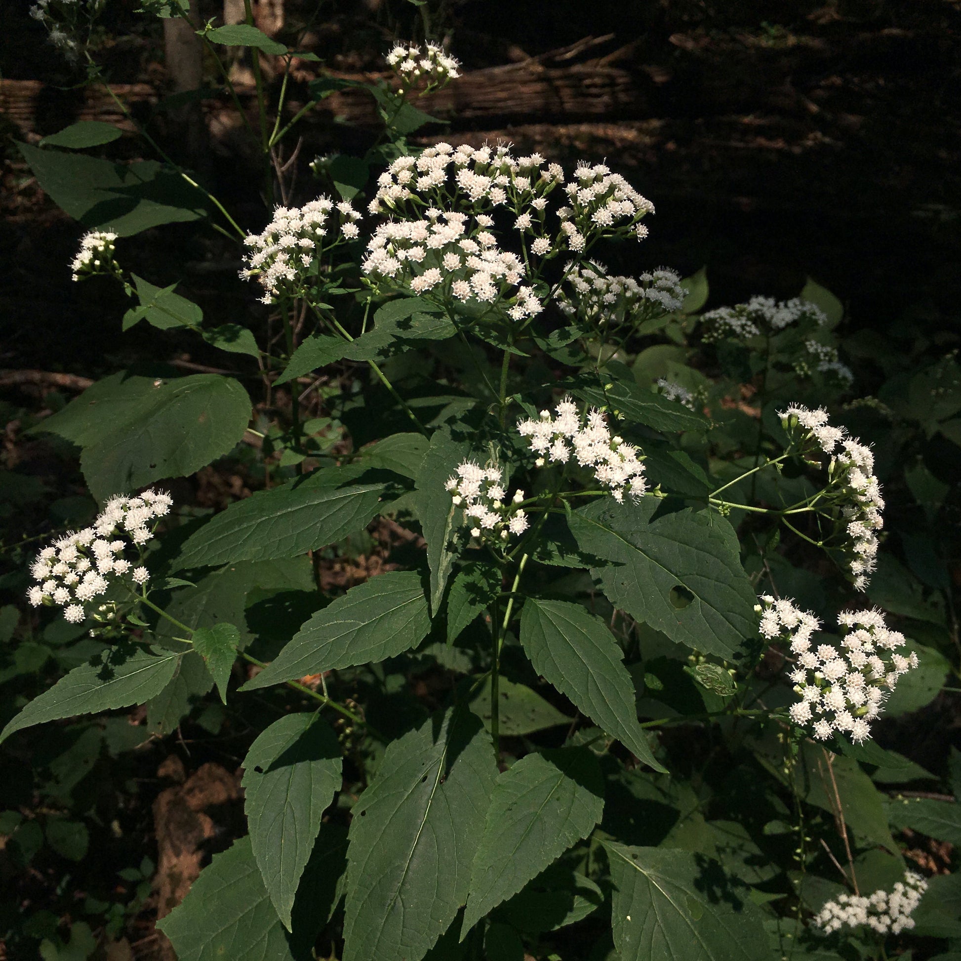 snake root plant images Ageratina altissima
