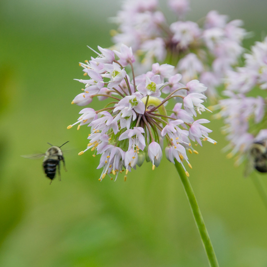 Allium cernuum