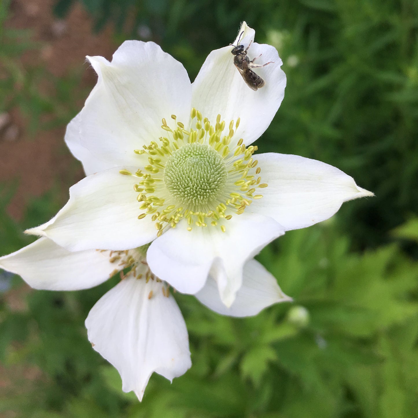 Anemonastrum canadense