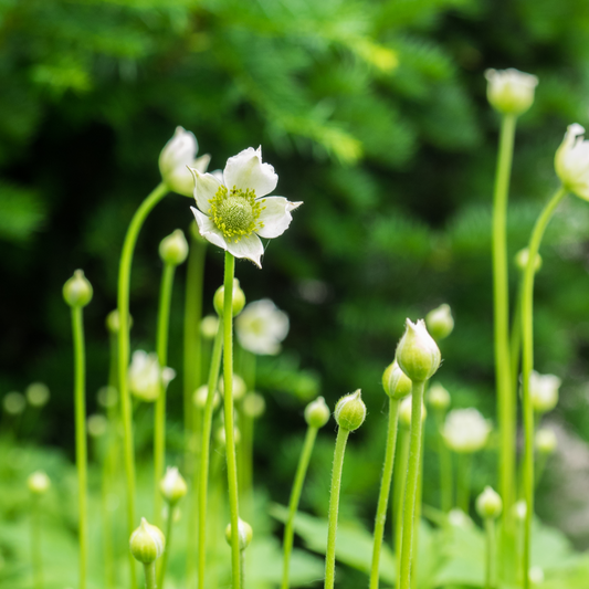 Anemone virginiana