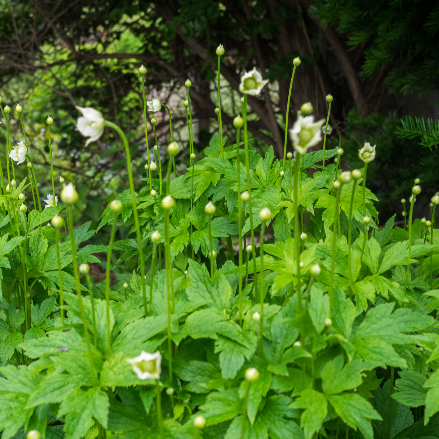 Anemone virginiana