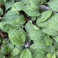 Antennaria parlinii