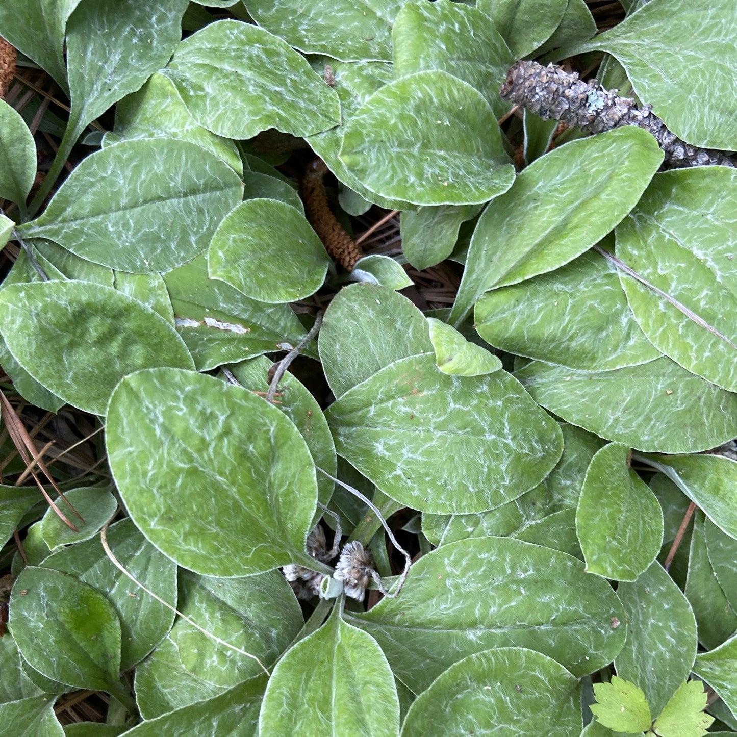 Antennaria parlinii
