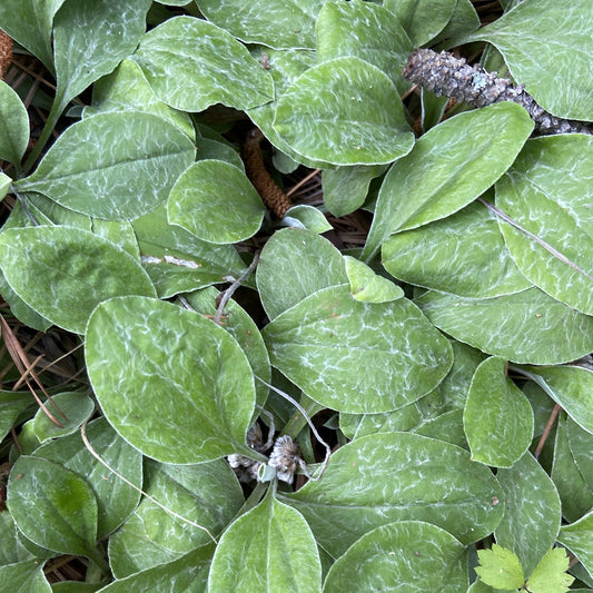 Antennaria parlinii