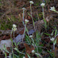 Antennaria parlinii