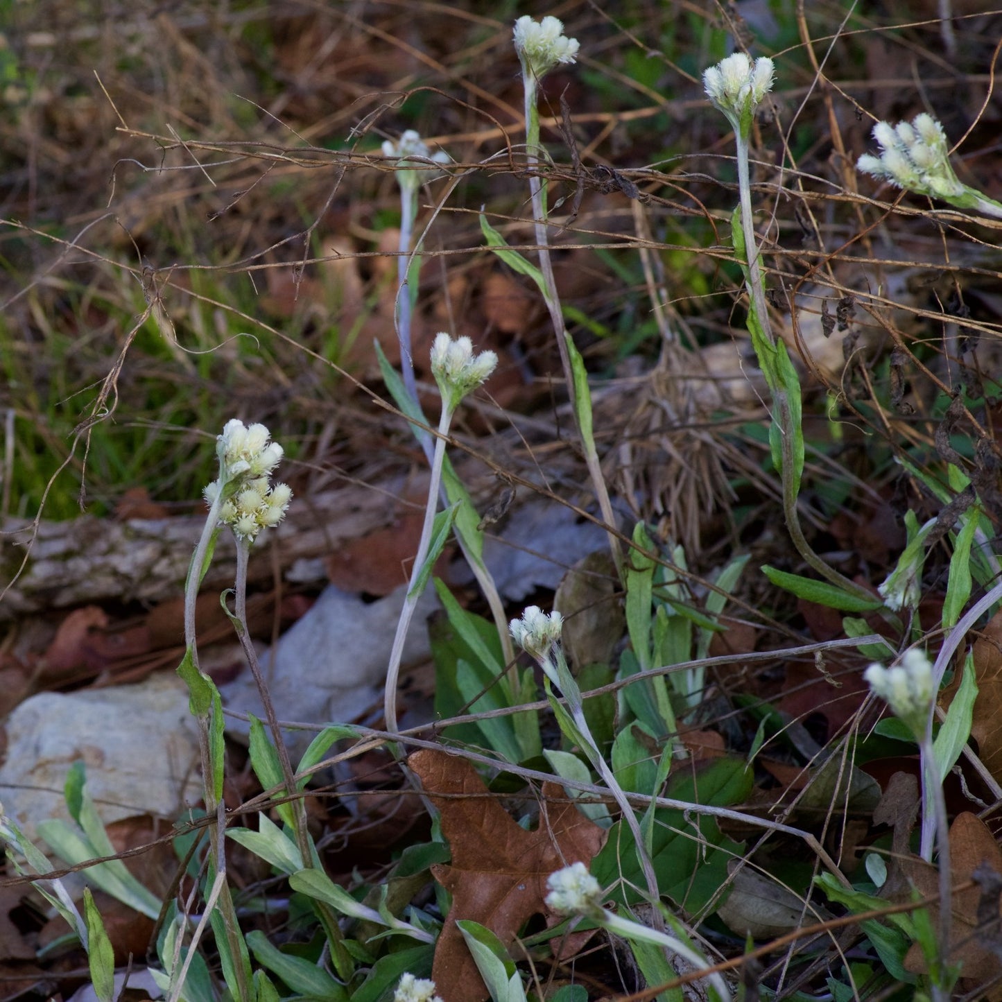 Antennaria parlinii