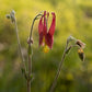 Aquilegia canadensis