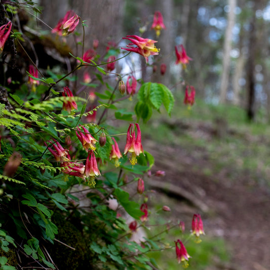 Aquilegia canadensis