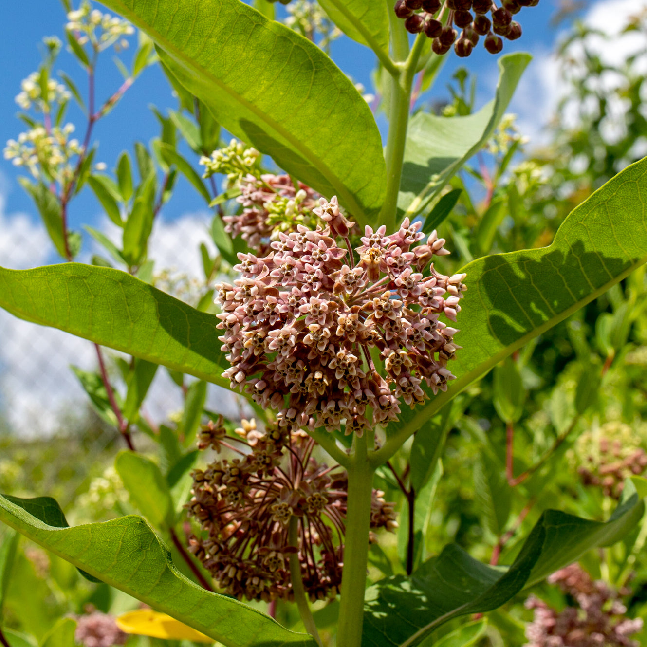 Asclepias syriaca