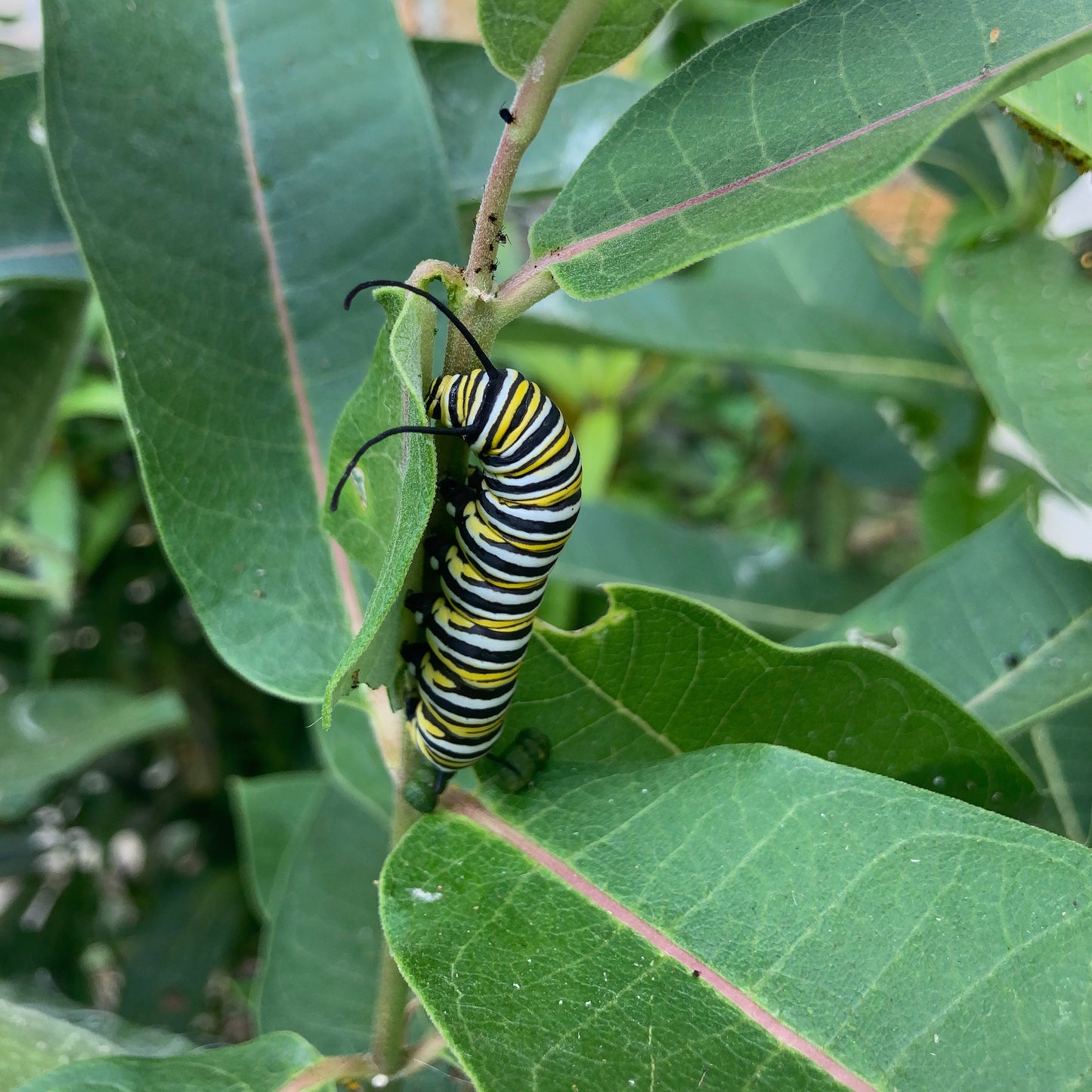 Asclepias syriaca