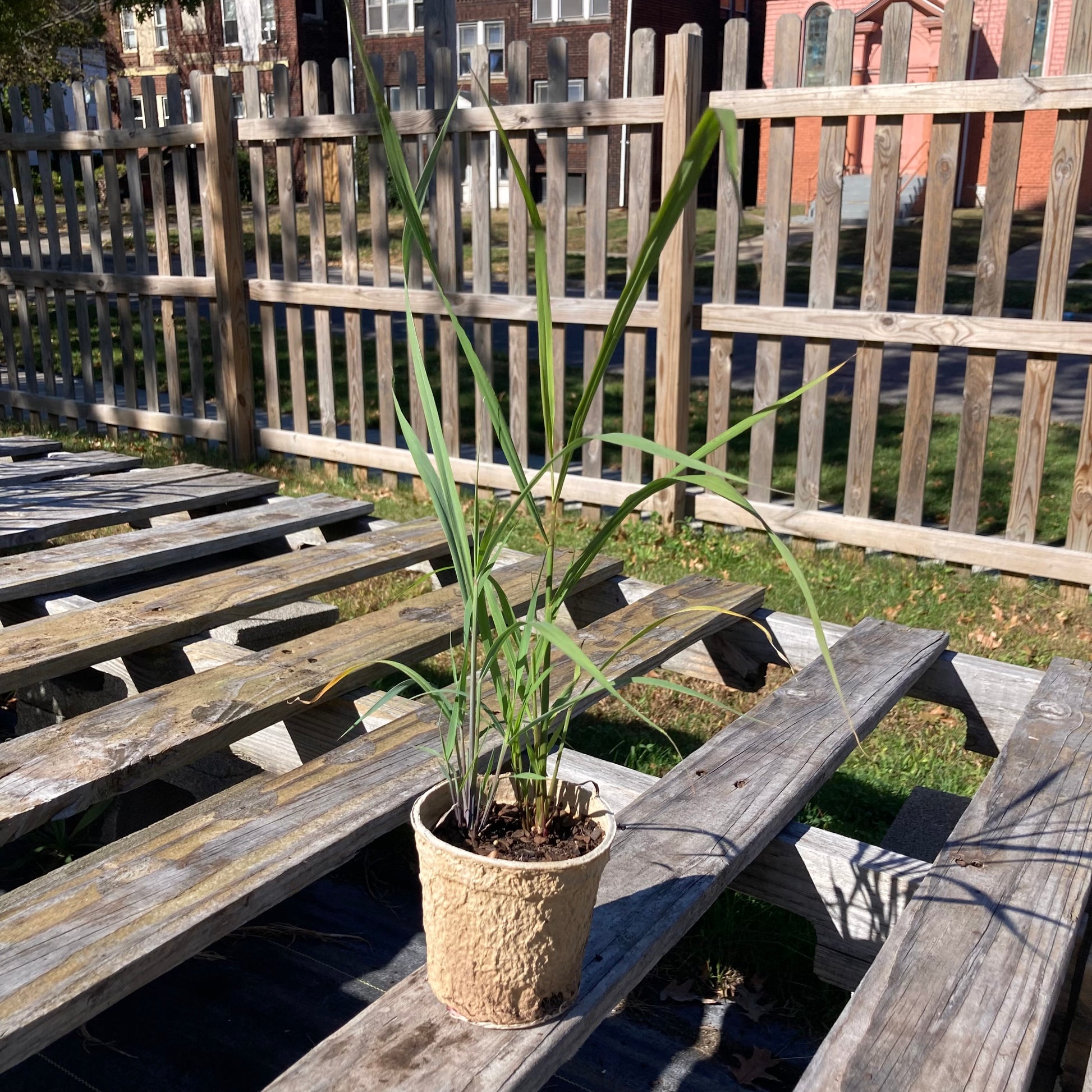 potted grass plant Sorghastrum nutans – Meadow City