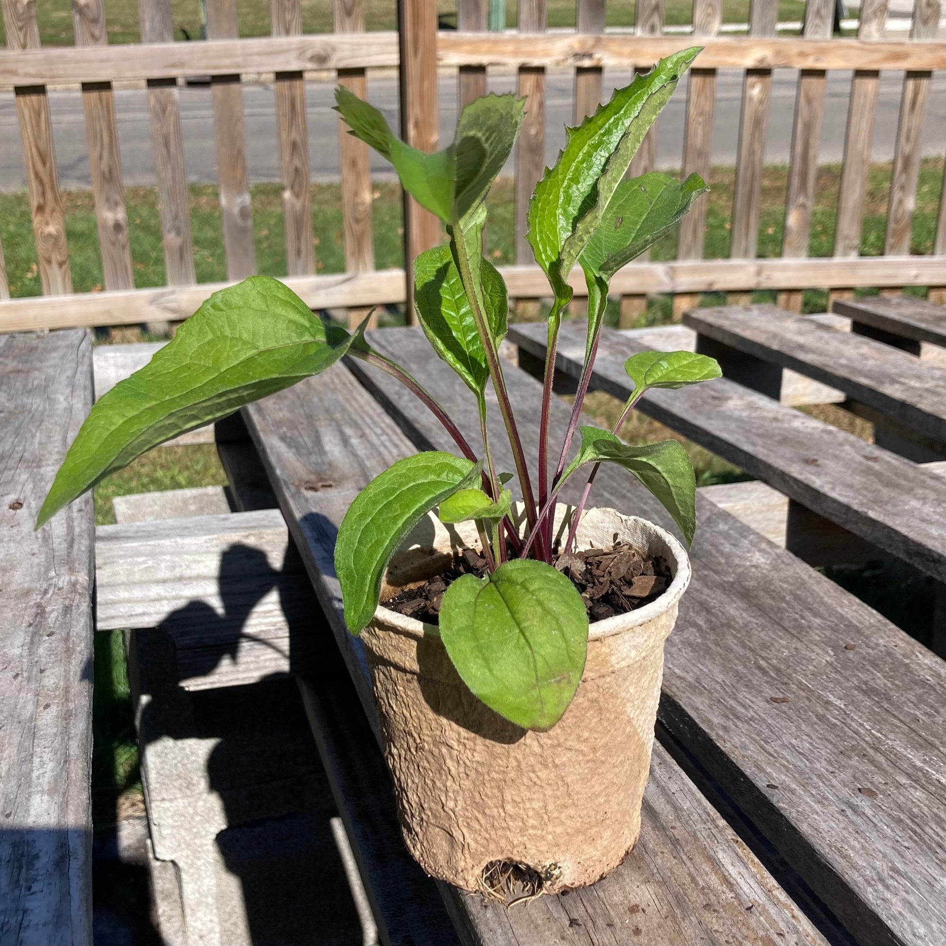 echinacea plant in pot Echinacea purpurea – Meadow City