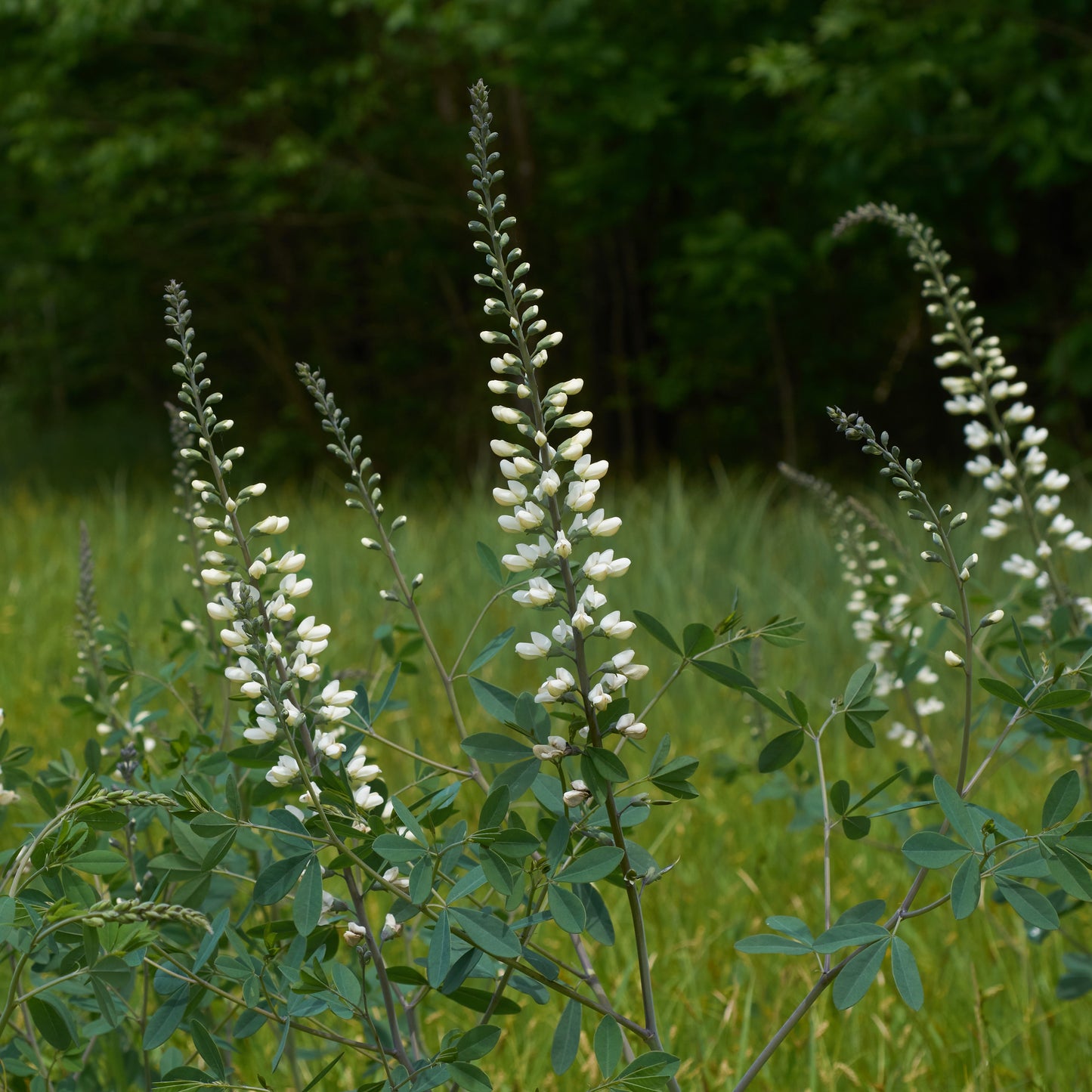 Baptisia alba