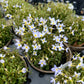 Houstonia caerulea