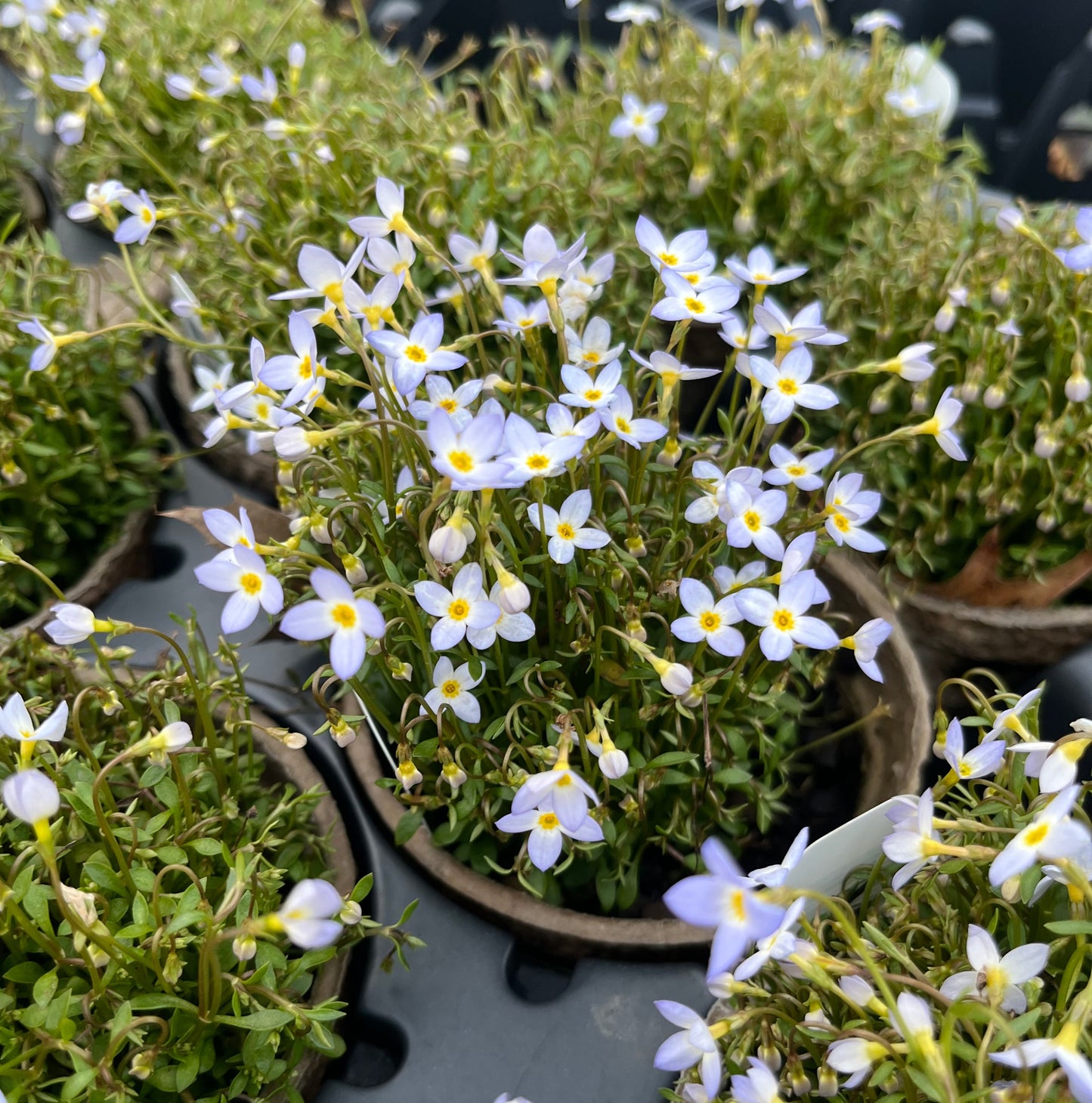 Houstonia caerulea