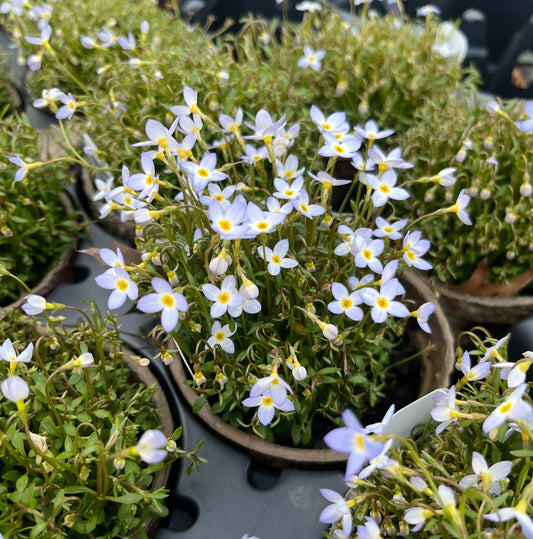 Houstonia caerulea