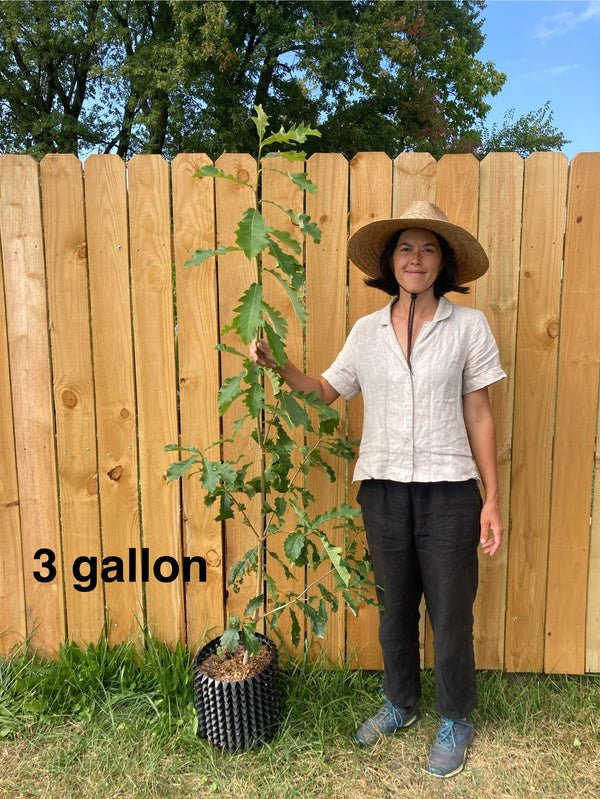 Quercus bicolor – Meadow City