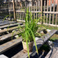 Carex squarrosa