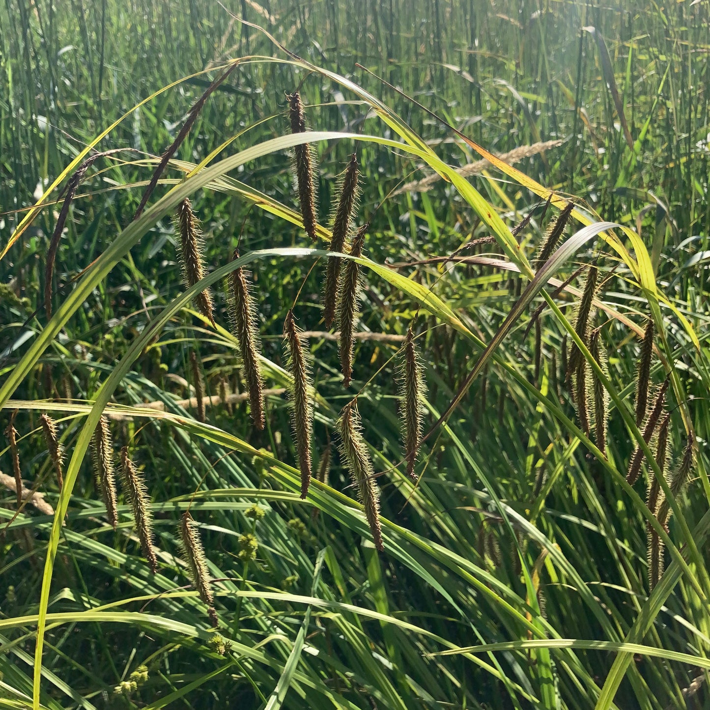 Carex crinita