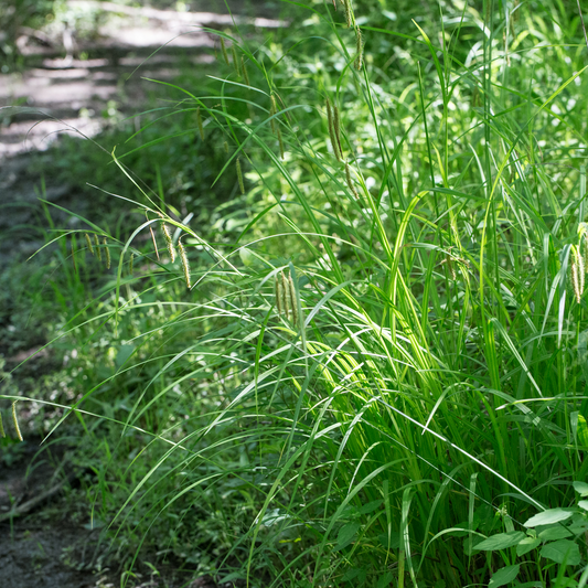 Carex crinita