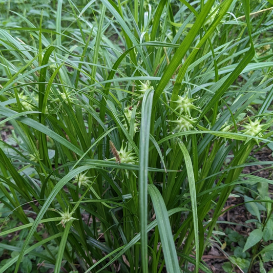 Carex grayi