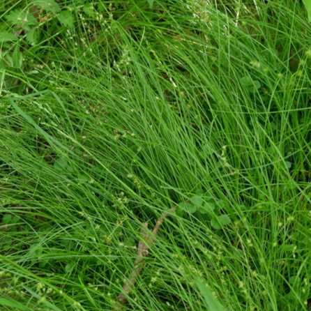 Carex radiata