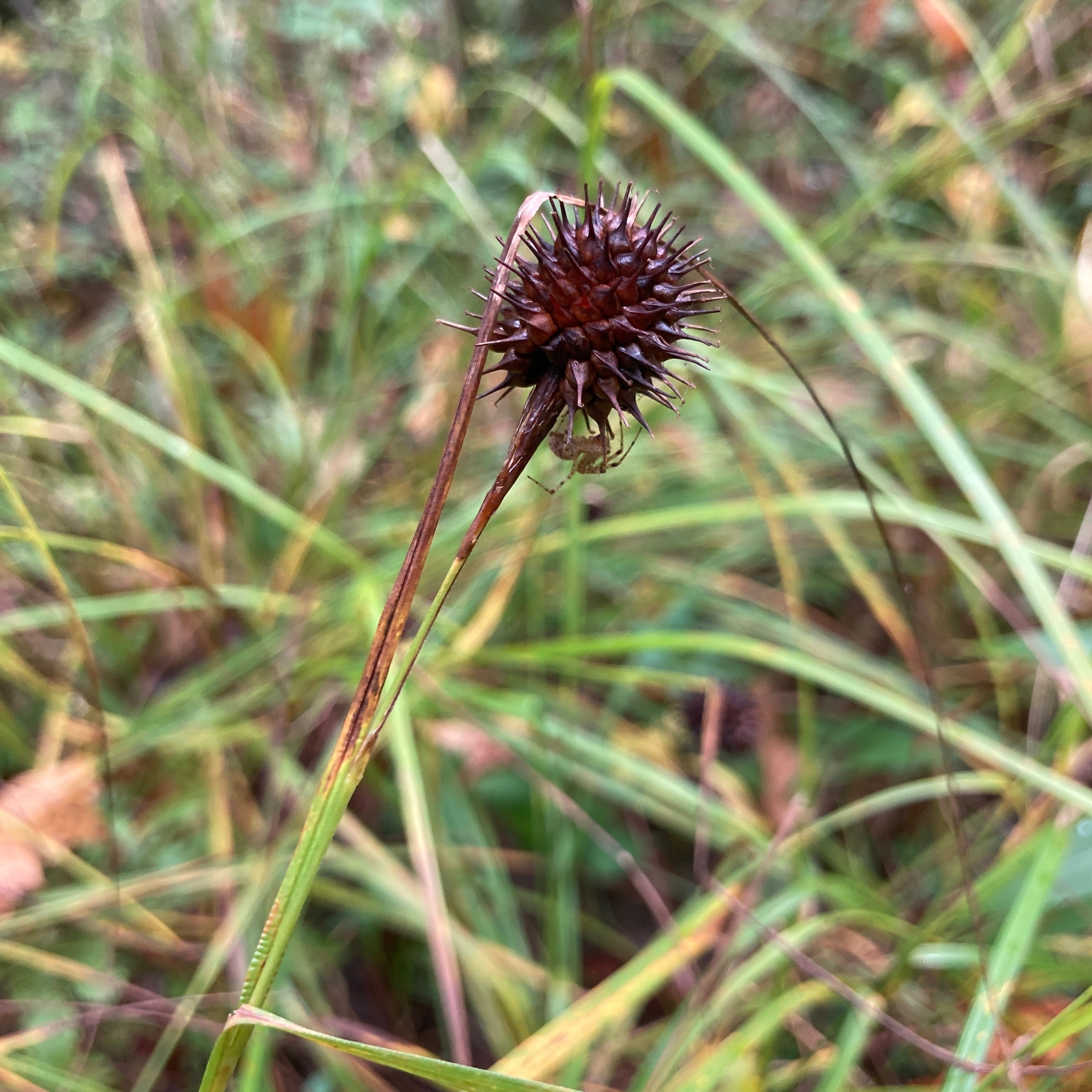 Carex squarrosa – Meadow City