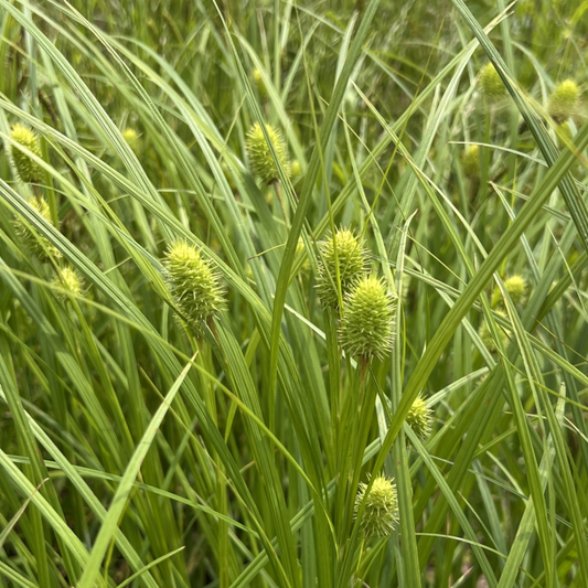 Carex squarrosa