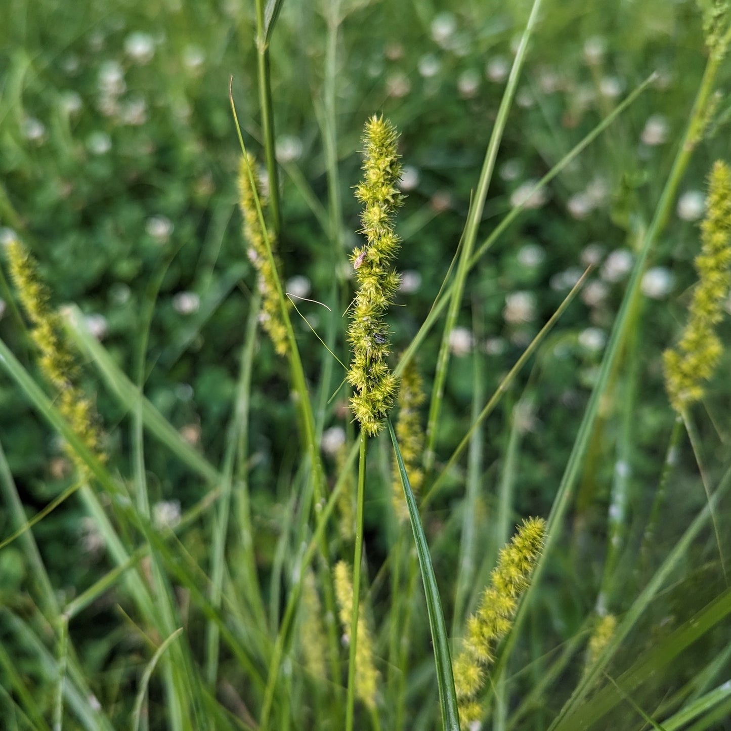 Carex vulpinoidea