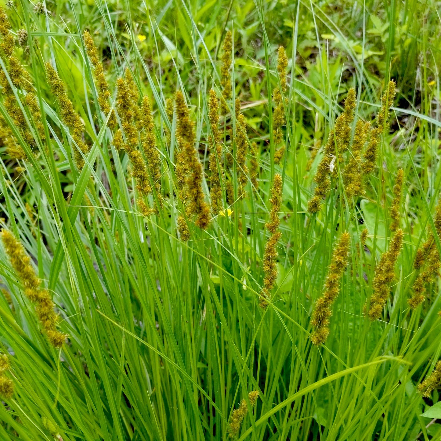 Carex vulpinoidea