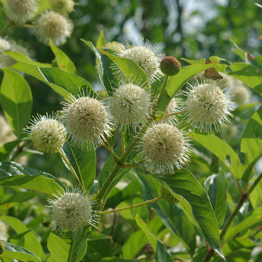 Cephalanthus occidentalis